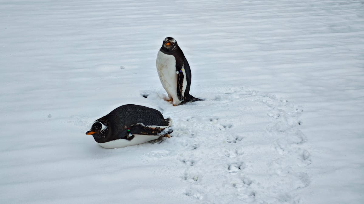 9 Mind-Blowing Facts You Won’t Believe Are True 2 Two Gentoo penguins navigate the snowy Antarctic terrain, showcasing wildlife amidst ice.