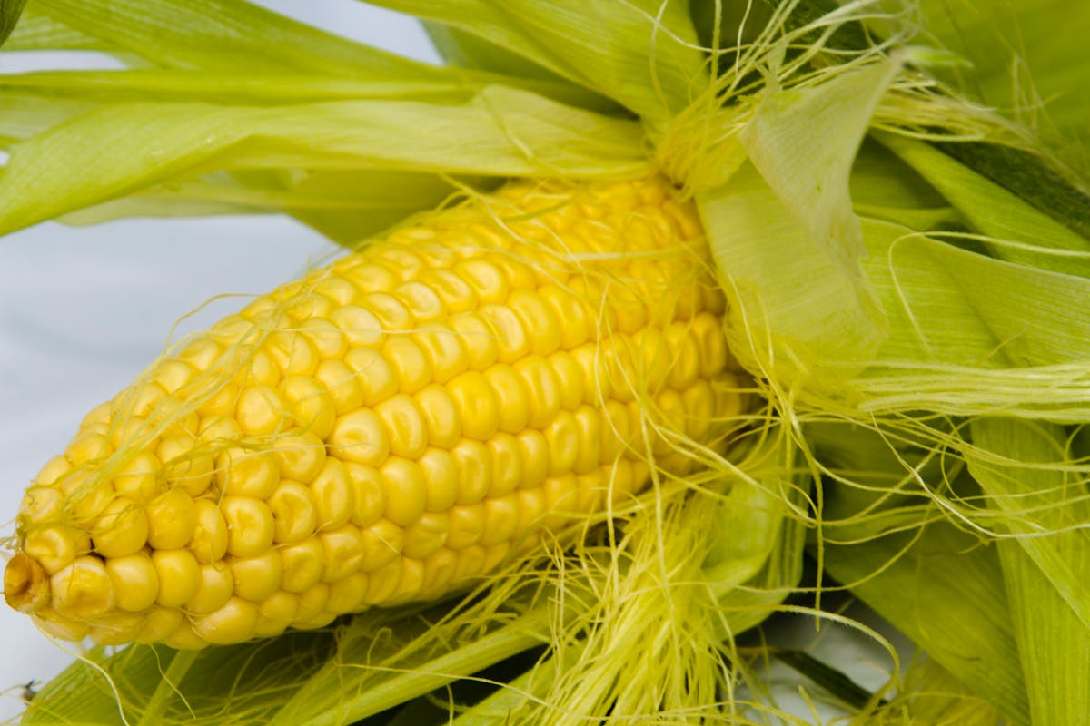 10 Foods With Secrets You Never Knew About 2 vibrant yellow corn on the cob with green husks perfect for summer meals and nutritious snacks. 35072884