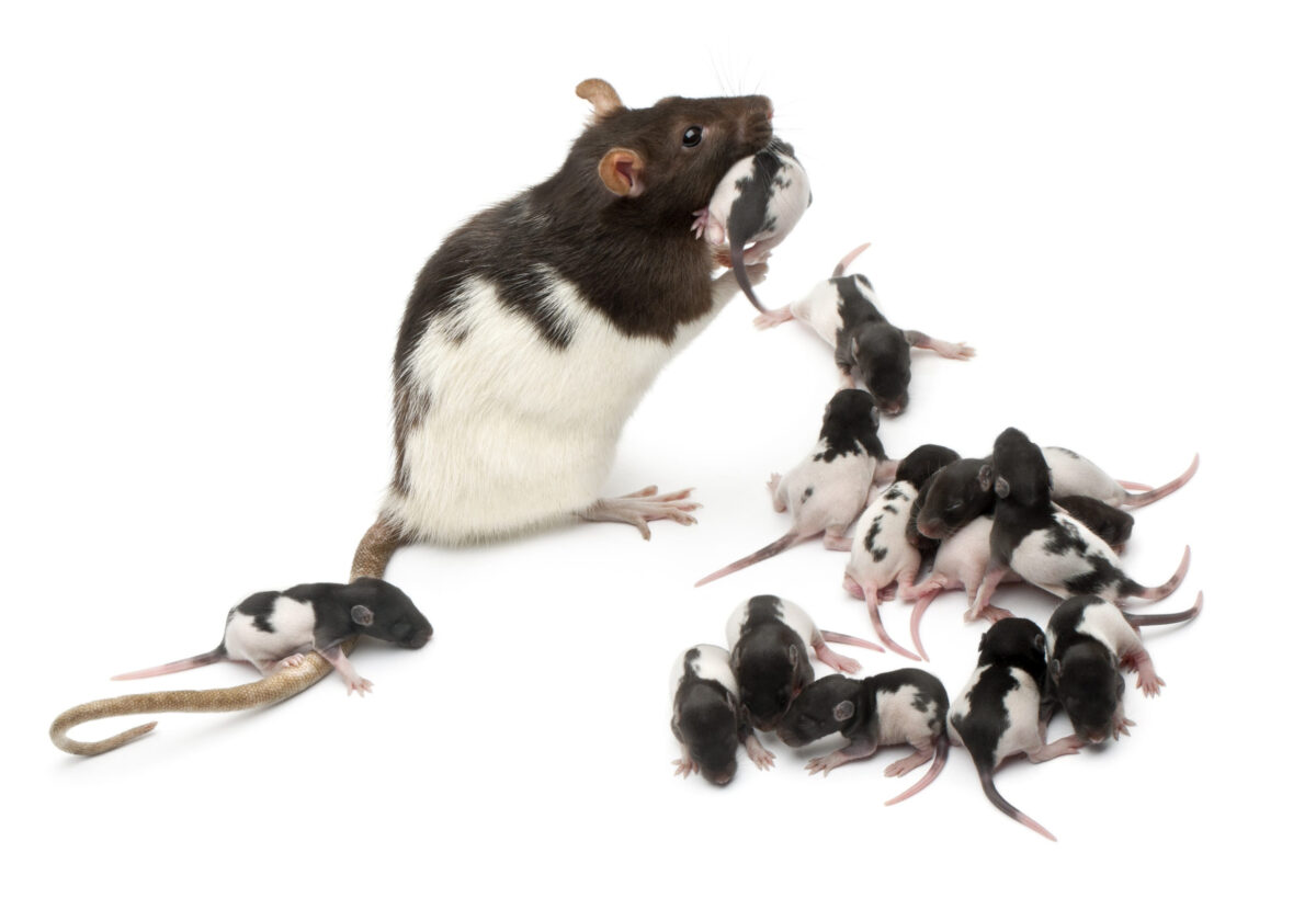 Fancy rat taking care of its babies in front of white background