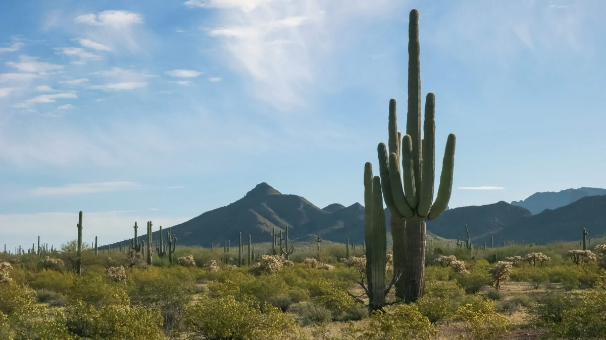 morning shot of saguaro cactus and the ajo mountains at the organ pipe cactus national monument near ajo in arizona
