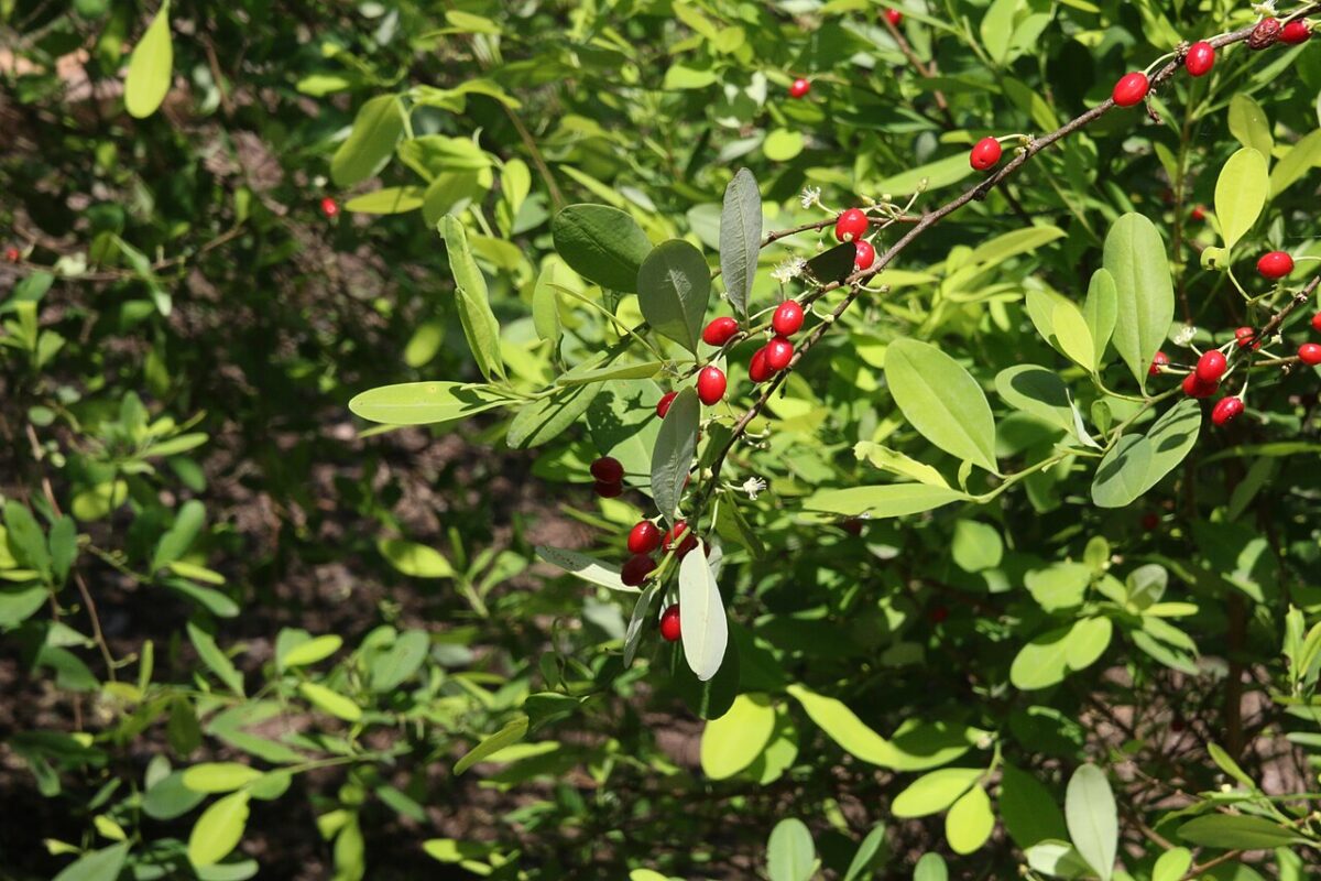 1280px Erythroxylum coca with fruits and leafs 240222 1