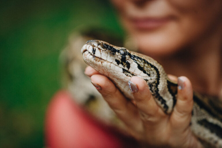 10 Exotic Pets That Are Dangerous and Should Be Illegal