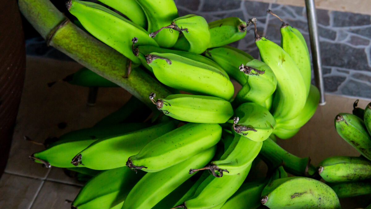 Close up view of young unripe green of Saba banana or Pisang Nipah. Fruit food local fresh good for consume daily. It is a triploid hybrid banana cultivar originating from the Philippines.