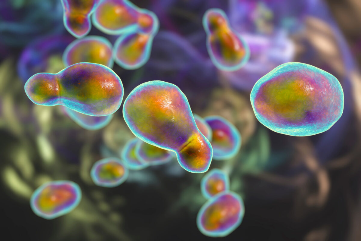 10 Scariest Infections Humans Can Get 2 Pathogenic yeast fungus Cryptococcus neoformans that causes cryptococcal meningoencephalitis and lung disease in immunocompromised patients with AIDS, Covid-19 complication, 3D illustration