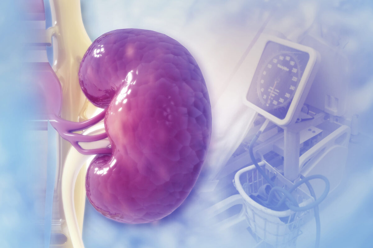 Human kidney on scientific background.3d illustration