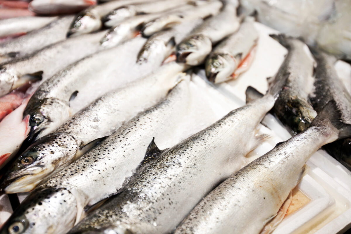 Close-up of freshly caught fishes in market