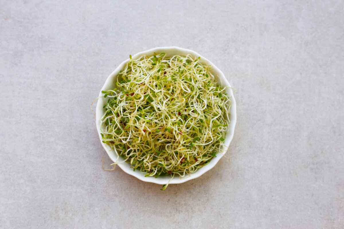 Fresh green sprouted alfalfa seeds