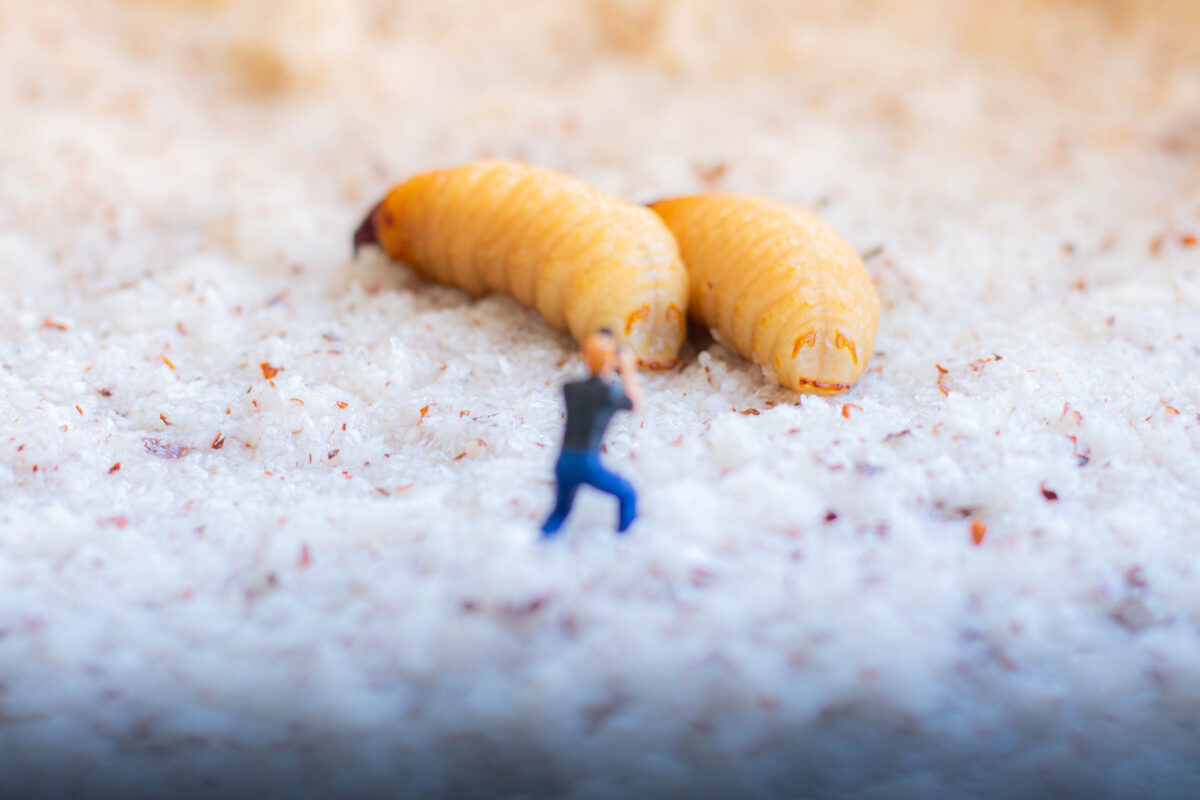 Miniature people : Worker working with worm larva on sand.