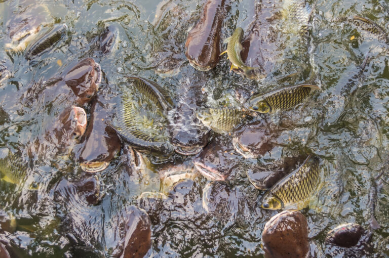 10 Ways Farmed Fish Could Be Worse Than Wild-Caught