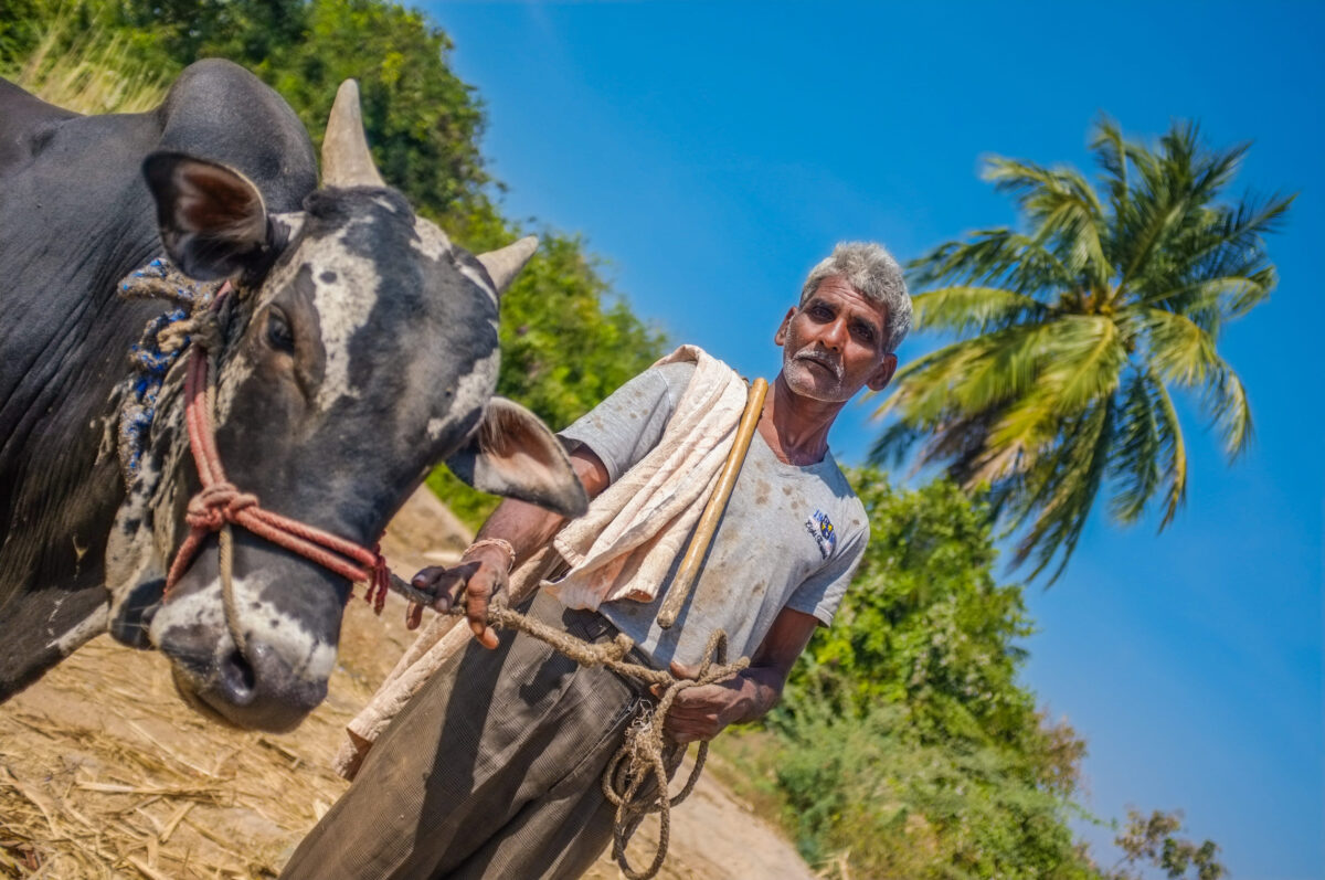 HAMPI, INDIA - 28 JANUARY 2015: Indian farmer on field with ox