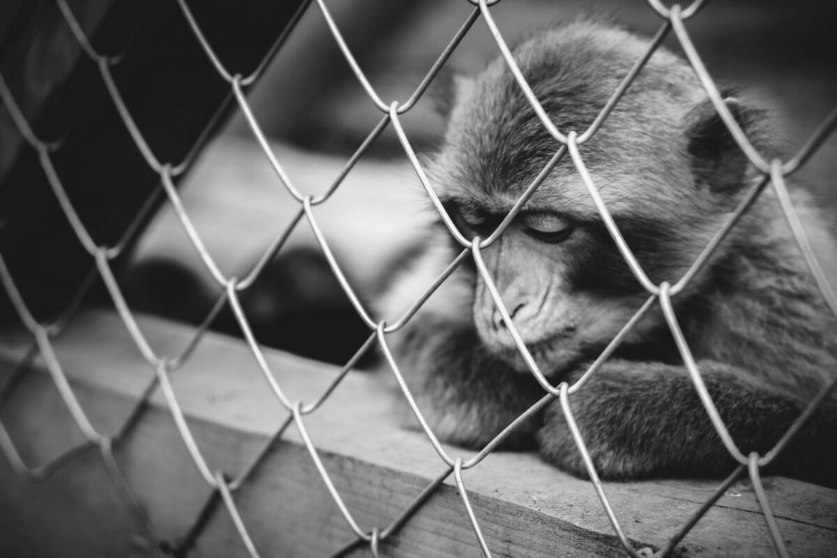 Lonely monkey sitting in the cage at the zoo