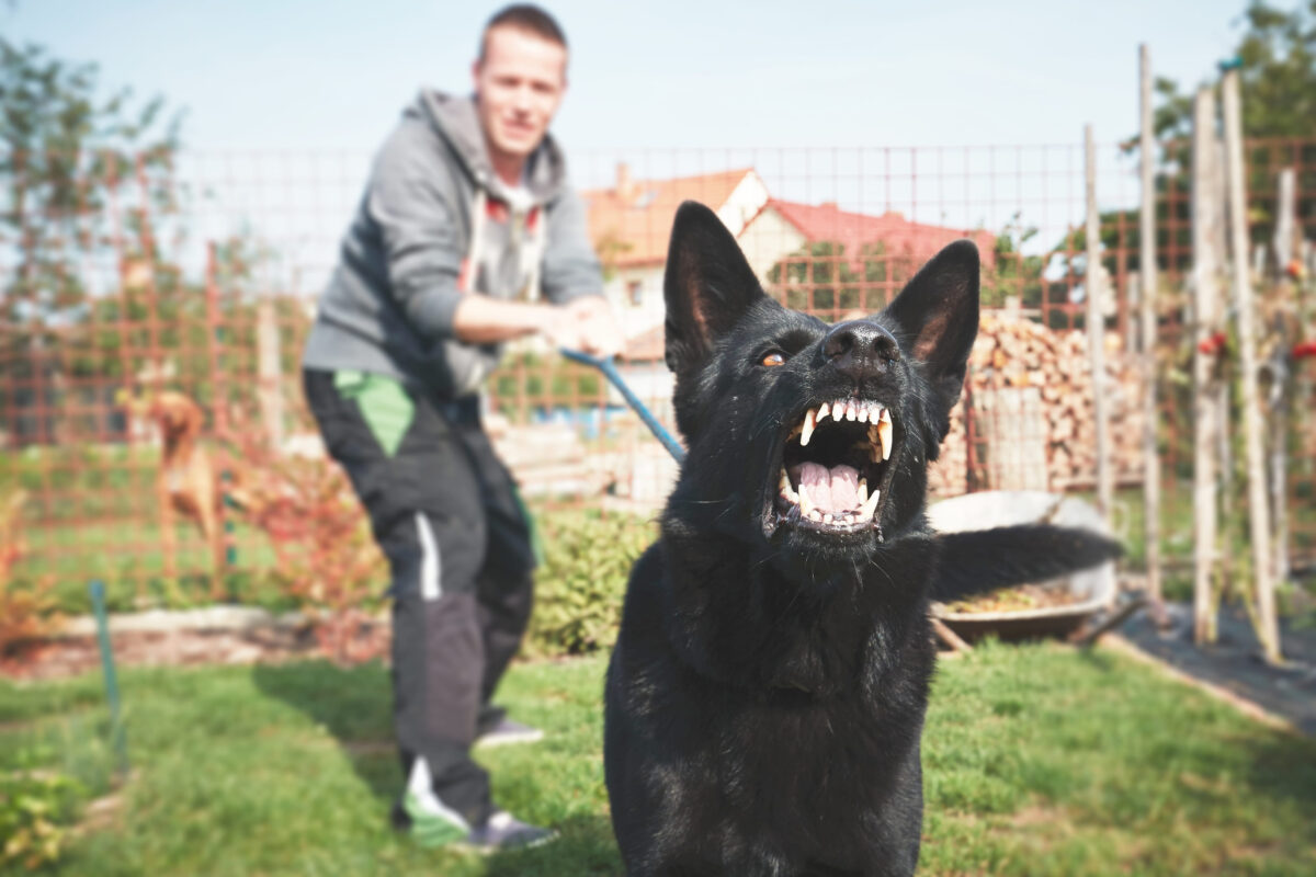 10 Scariest Infections Humans Can Get 1 Aggressive dog is barking. Young man with angry black dog on the leash.
