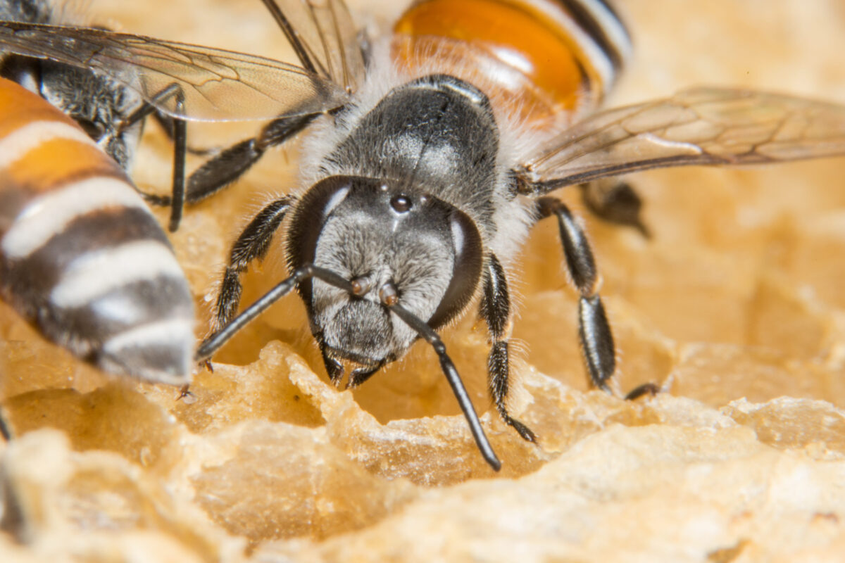 Close up picture of bee in beehive