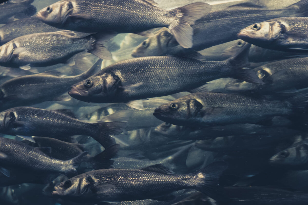 fish swarm, many fishes swimming in one direction