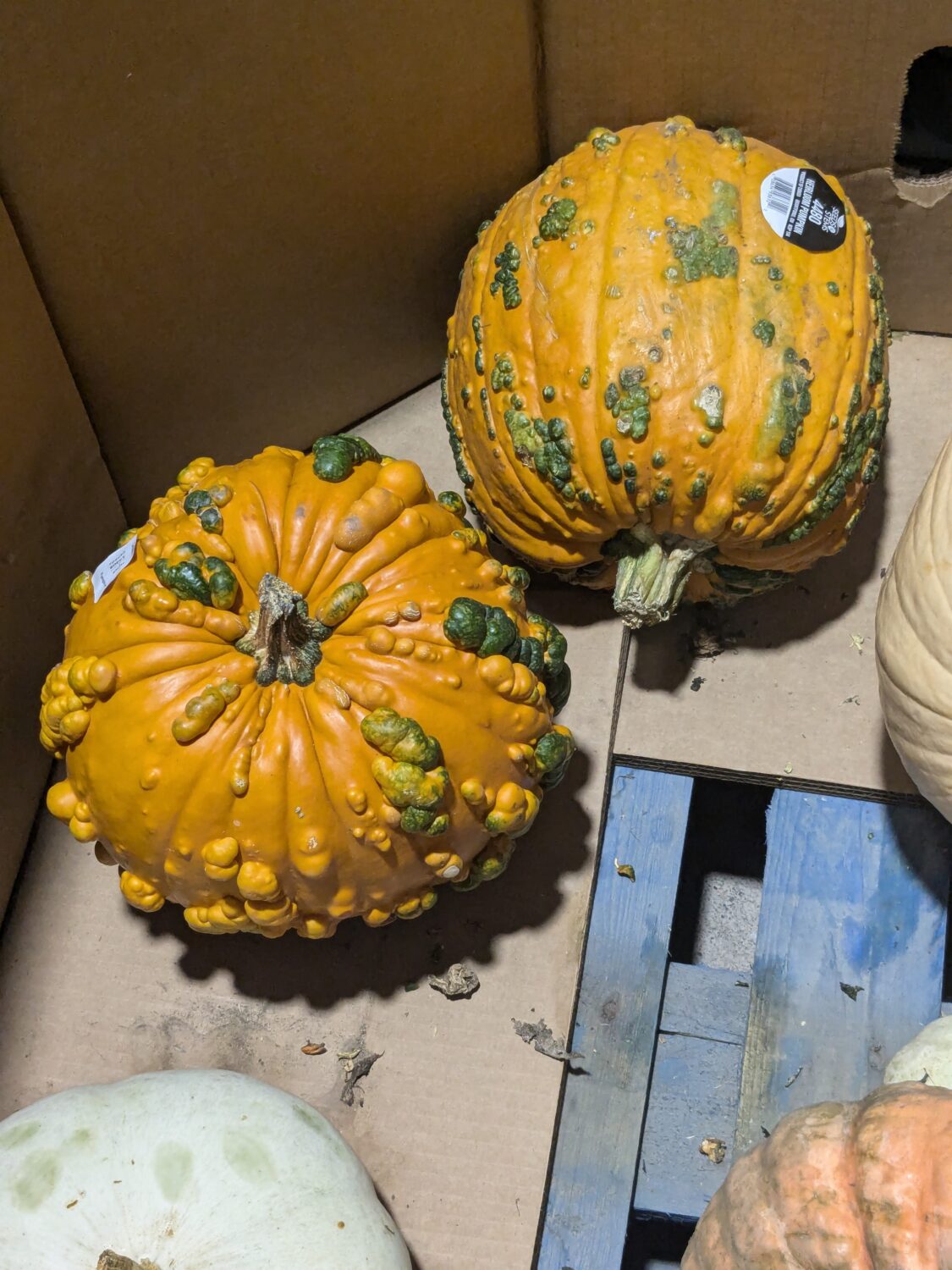 Pumpkins with warts