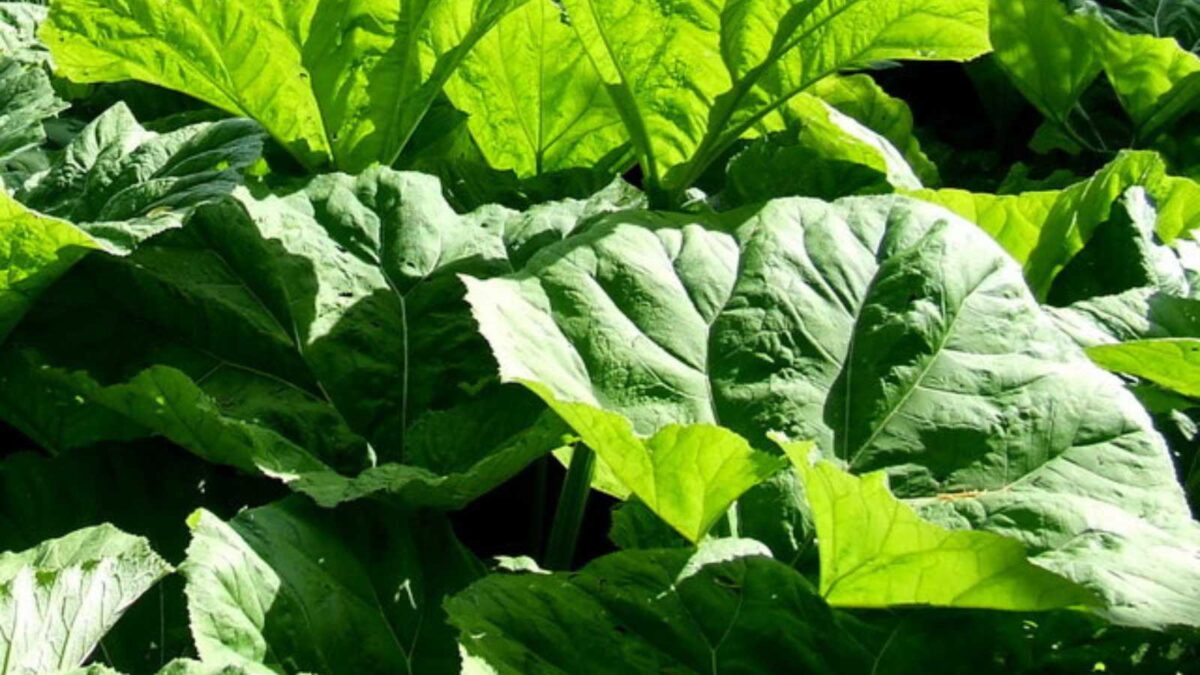 10 Everyday Foods With Hidden Risks Most People Never Think About 4 Rhubarb Leaves