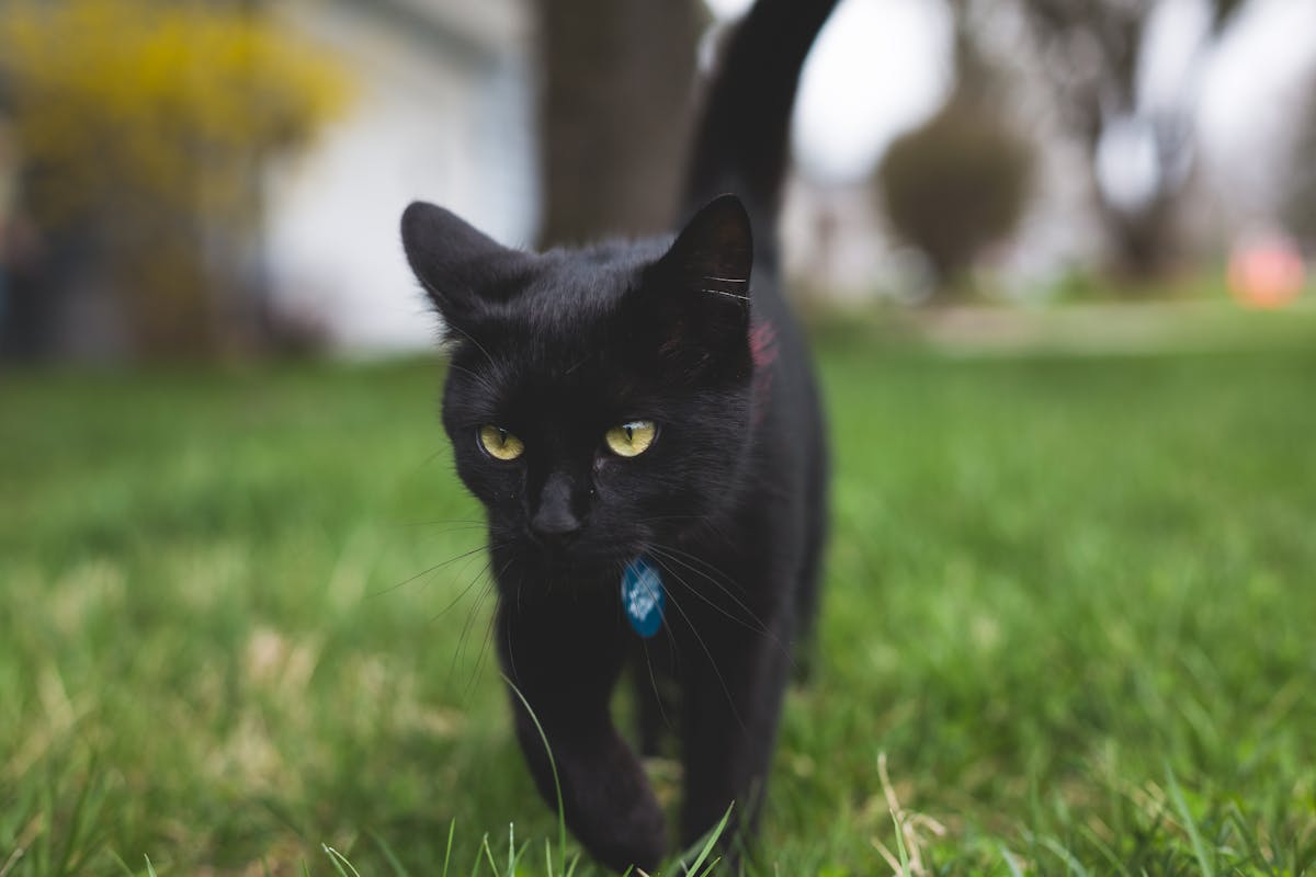 These 8 Animals Are Associated with the Devil 1 A black cat strolls through the grass in an outdoor setting, exuding confidence and curiosity.