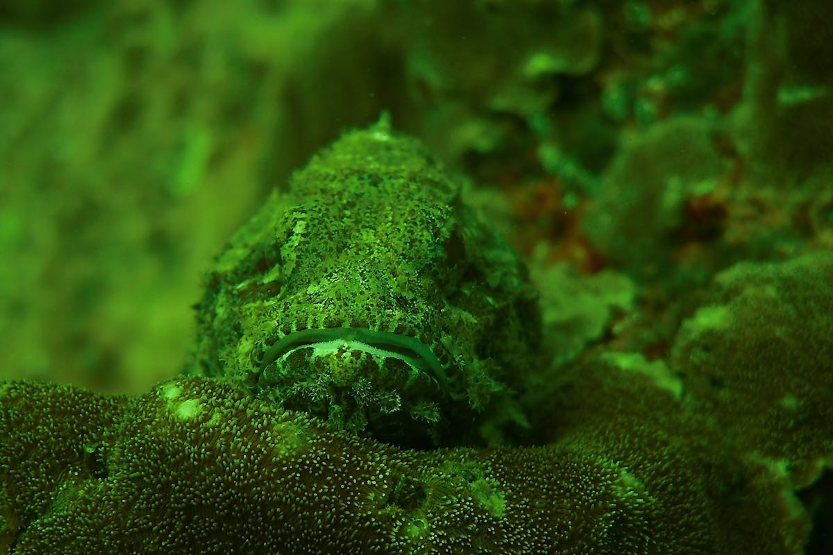 10 World’s Most Poisonous Animals That Can Kill in Minutes 3 A camouflaged fish blending with green coral in an underwater scene.