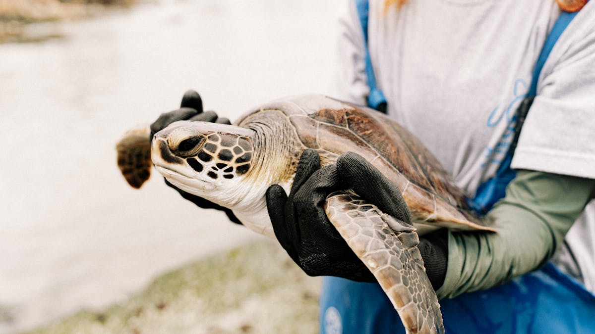 A caregiver gently holds a rescued sea turtle, showcasing wildlife conservation efforts.