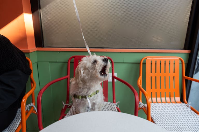 7 Hidden Health Conditions That Could Turn Your Dog Into a Killer