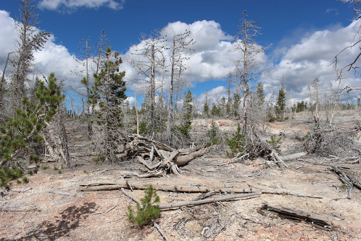 A dry forest scene with scattered dead trees under a bright blue sky.