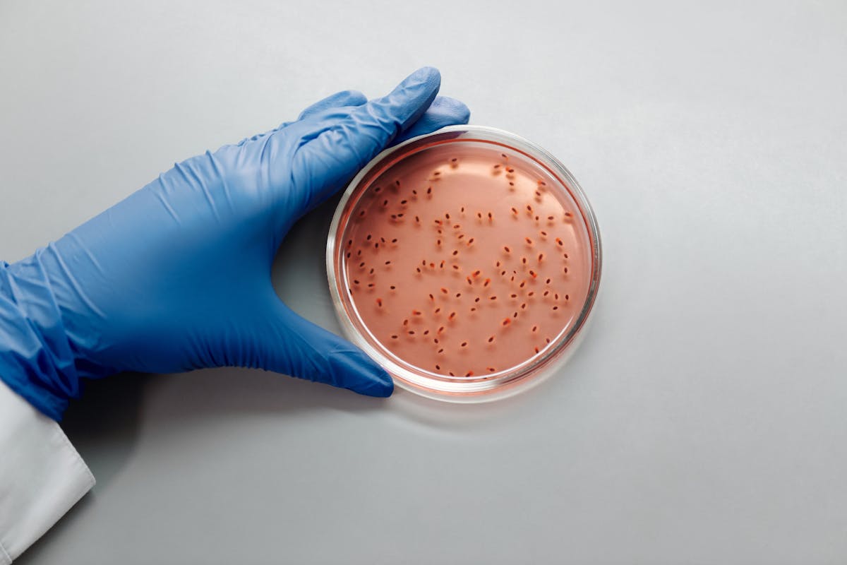 A scientist with blue gloves examines a bacterial culture in a petri dish in a laboratory setting.