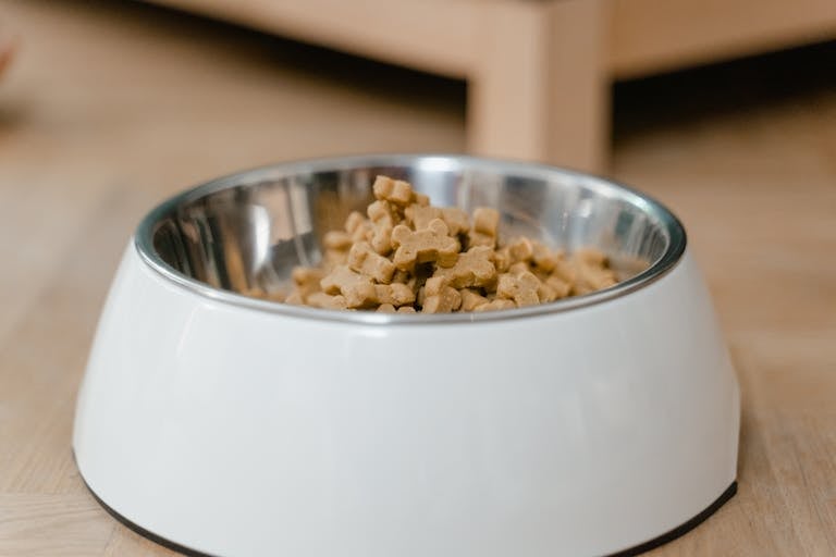 10 Everyday Foods That Could Quietly Poison Your Dog 