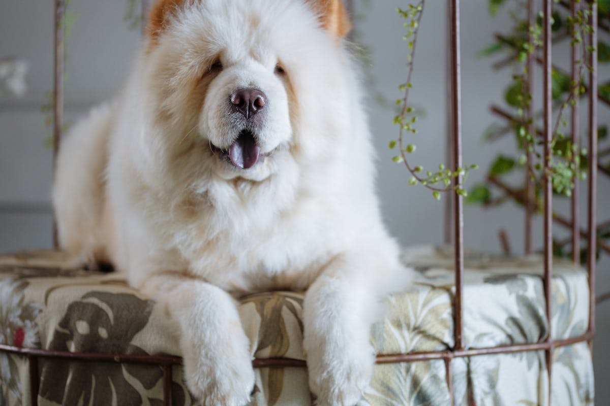 Adorable Chow Chow dog lounging indoors, surrounded by greenery.