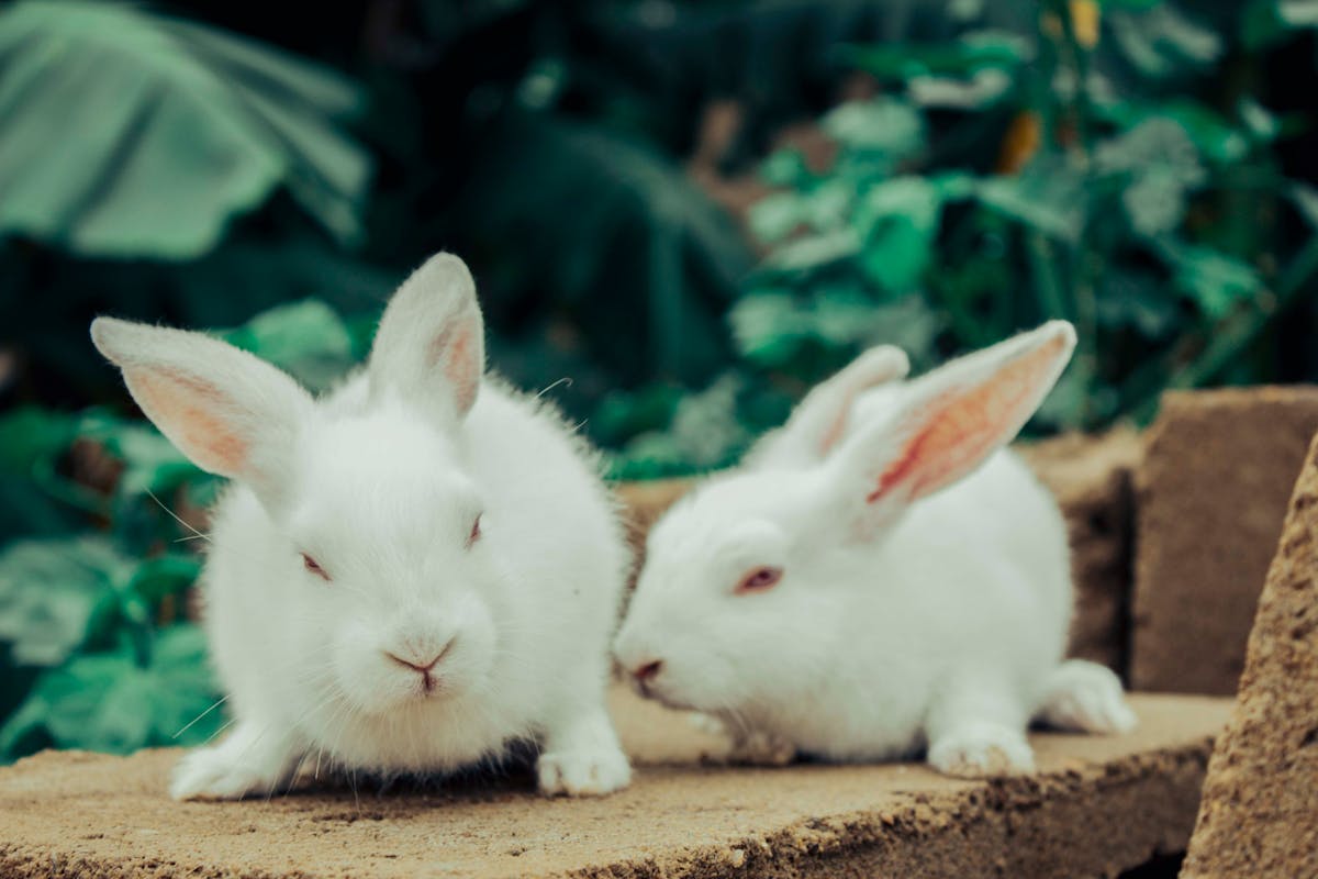 Adorable white rabbits resting on a stone outdoors in Kaduna, Nigeria.