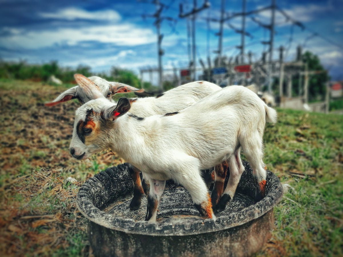 These 8 Animals Are Associated with the Devil 3 Charming goats standing together in an outdoor pasture, enjoying a sunny day.