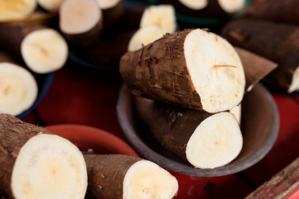 Close-up image of freshly cut cassava roots arranged in bowls, ready for cooking.