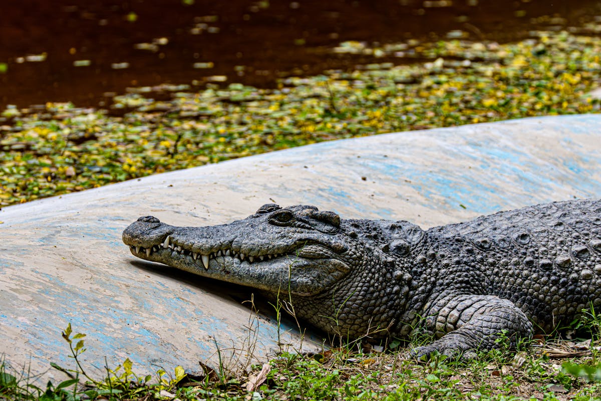 Close-up of a crocodile basking by a pond with lush greenery in natural habitat.