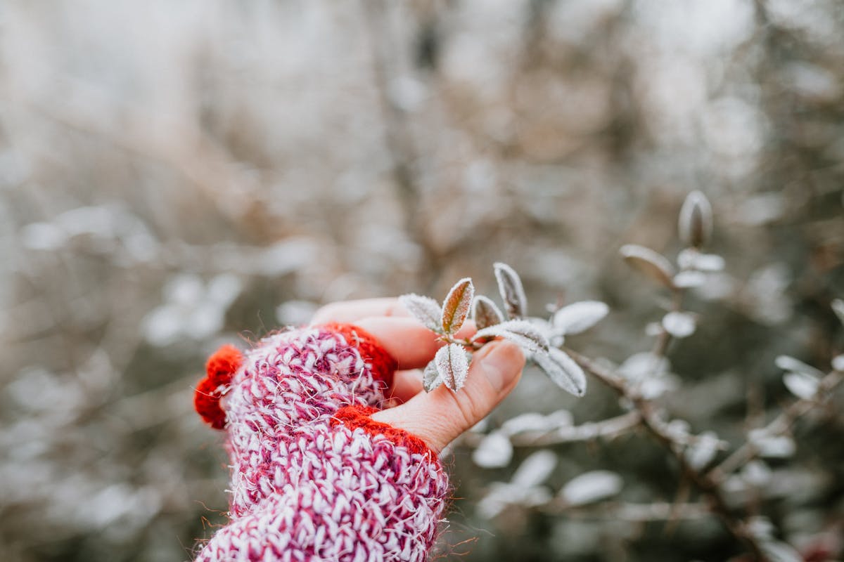 Close-up of a hand in a knit glove holding frosted leaves in a winter scene.