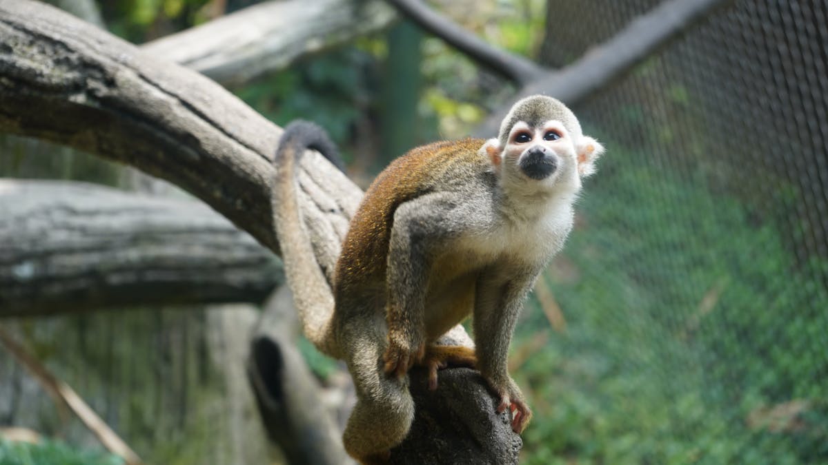 Close-up of a squirrel monkey perched on a branch in a zoo setting.