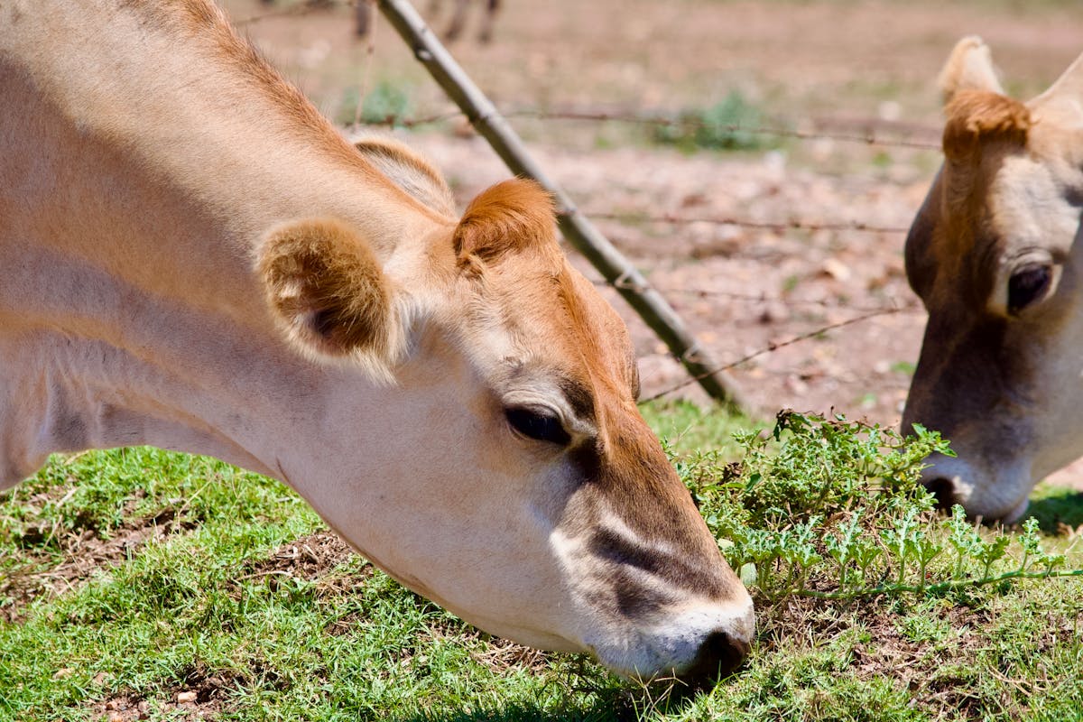 Close-up of cows grazing in a rural pasture in Cape Town, South Africa under clear skies.