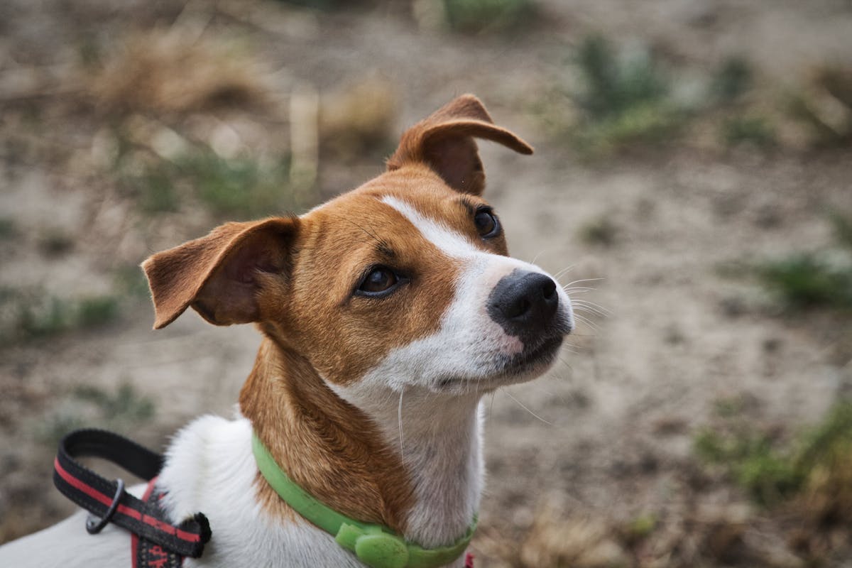 Cute Jack Russell Terrier dog outdoors looking attentive, showcasing its vibrant energy and keen sense of curiosity.
