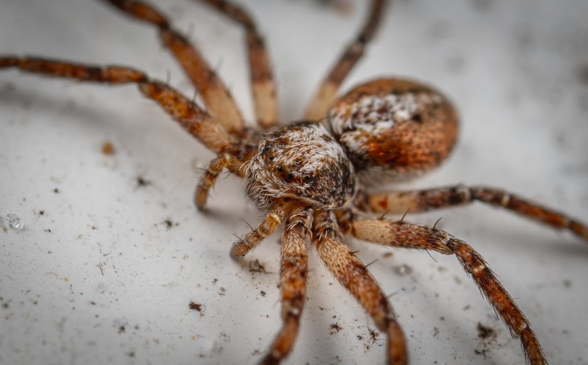 10 World’s Most Poisonous Animals That Can Kill in Minutes 5 Dangerous wild American grass spider with brown long body and spotted hairy legs crawling on messy white surface in aquarium