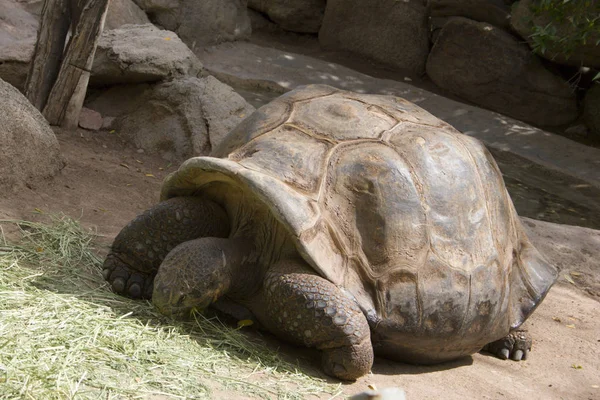 depositphotos 161410436 stock photo munching gigantic tortoise
