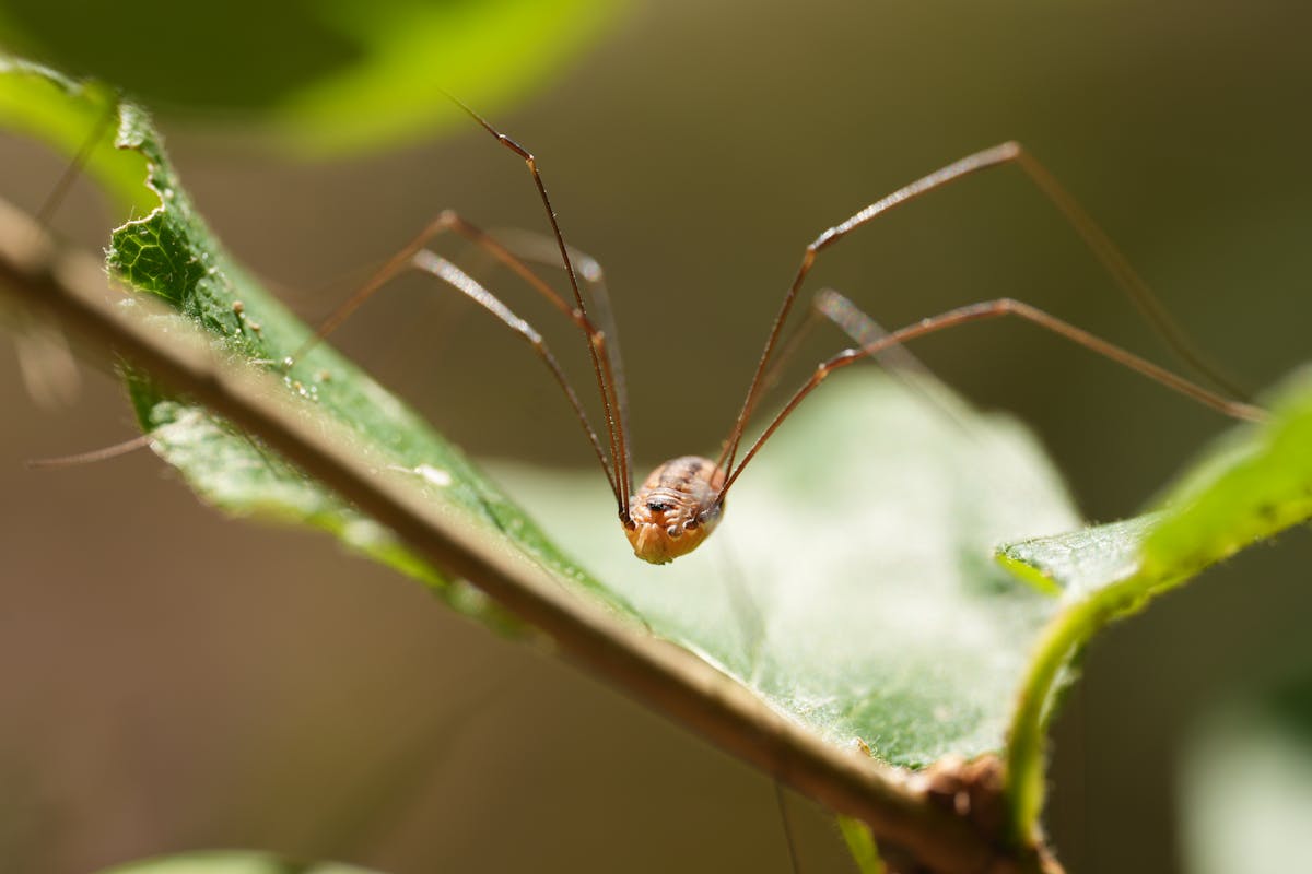 Detailed macro shot of a harvestman spider on a leaf, showcasing its long legs and textured body.