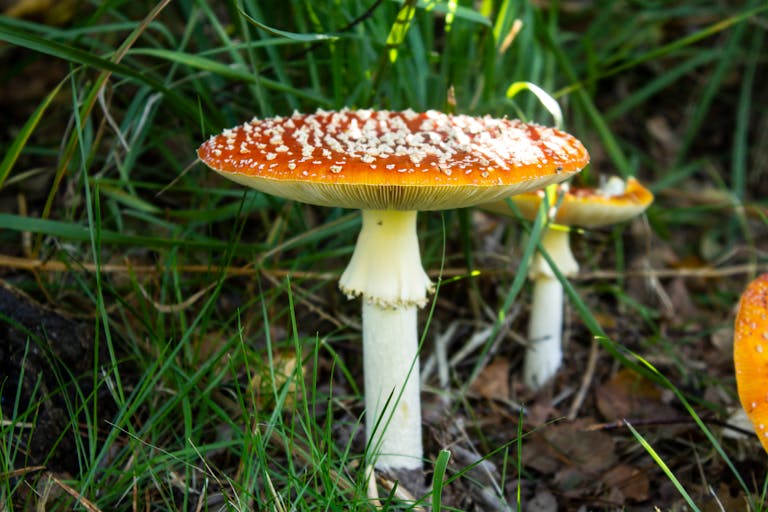 10 of the World’s Most Dangerous Foods