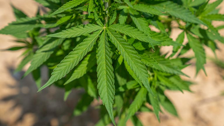Why Cannabis Feels Ineffective: 12 Overlooked Reasons You May Smoke Weed and Feel Nothing