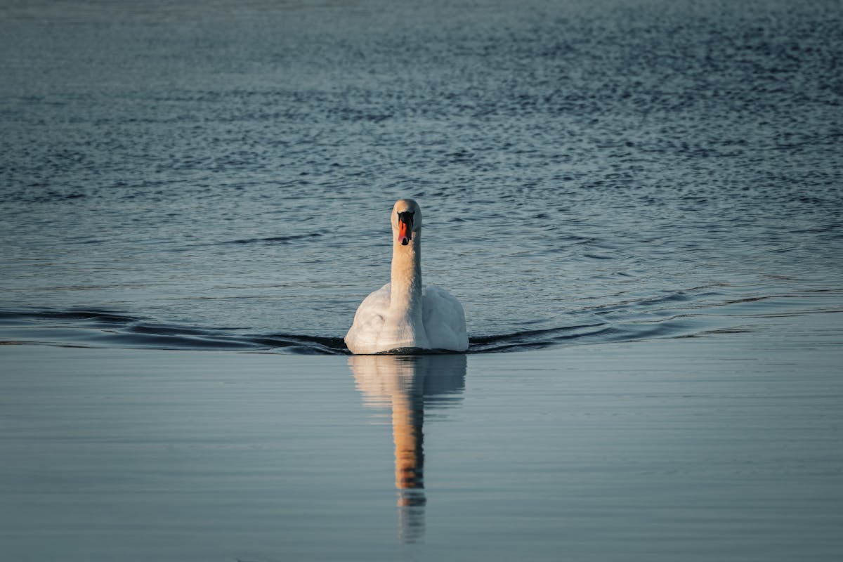 Elegant swan swimming gracefully on a calm lake with reflection in the water.