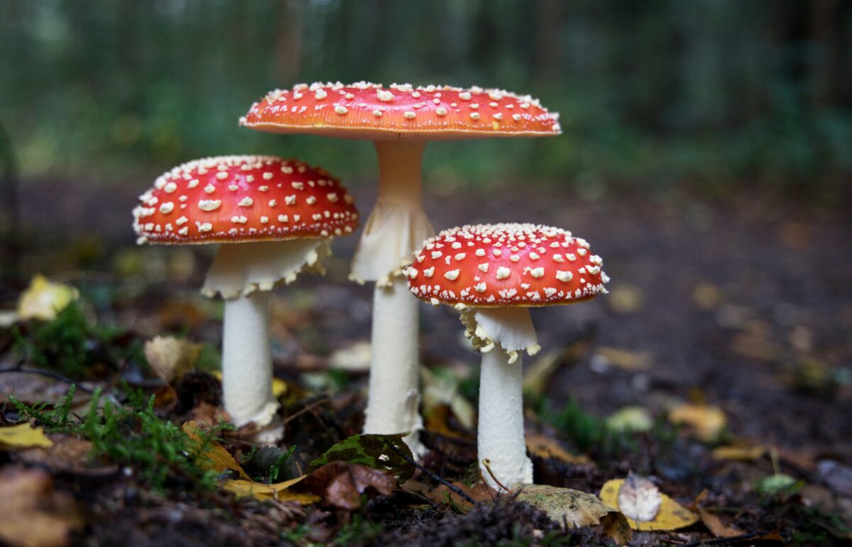 10 Deadly Poisons As A Drug That Can Destroy the Body Before You Realize It 4 hans veth Vp8y5L2fKg unsplash