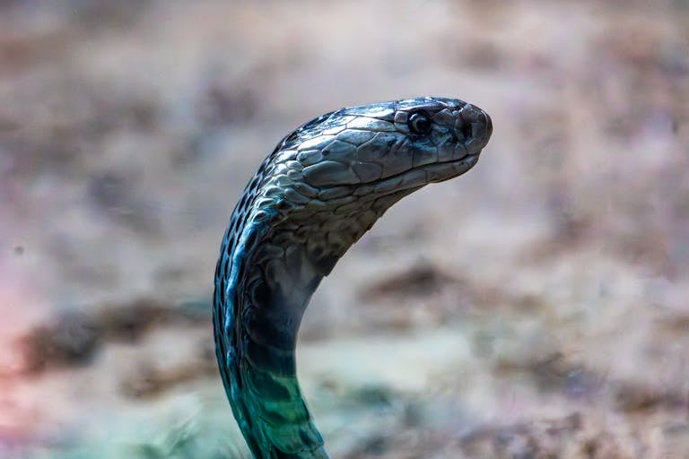 10 World’s Most Poisonous Animals That Can Kill in Minutes