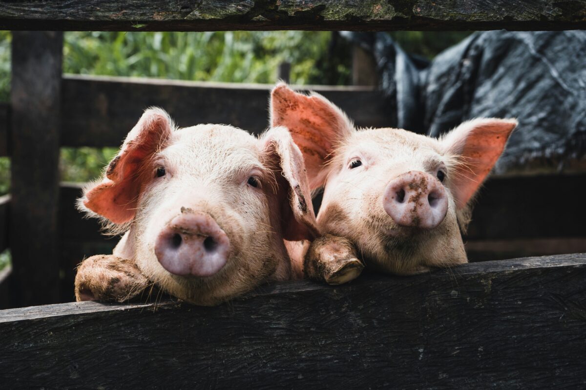 kenneth schipper 6y7jACxmhP8 unsplash