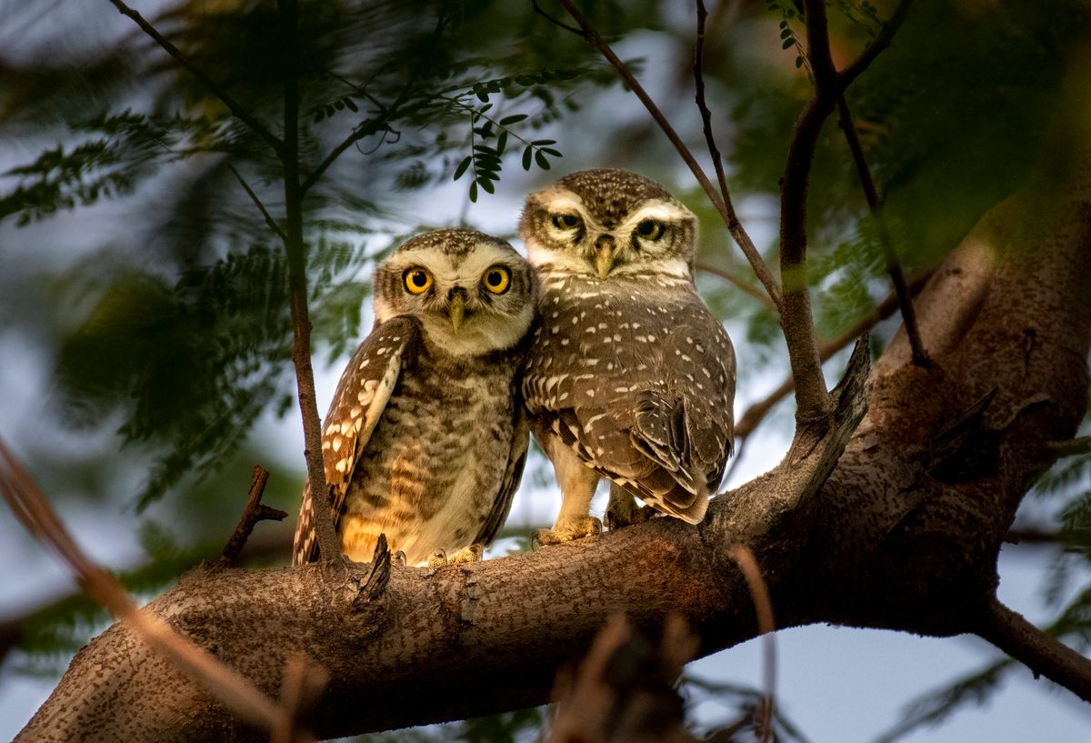 These 8 Animals Are Associated with the Devil 2 Low angle of attentive tawny owls perching on tree trunk among green foliage