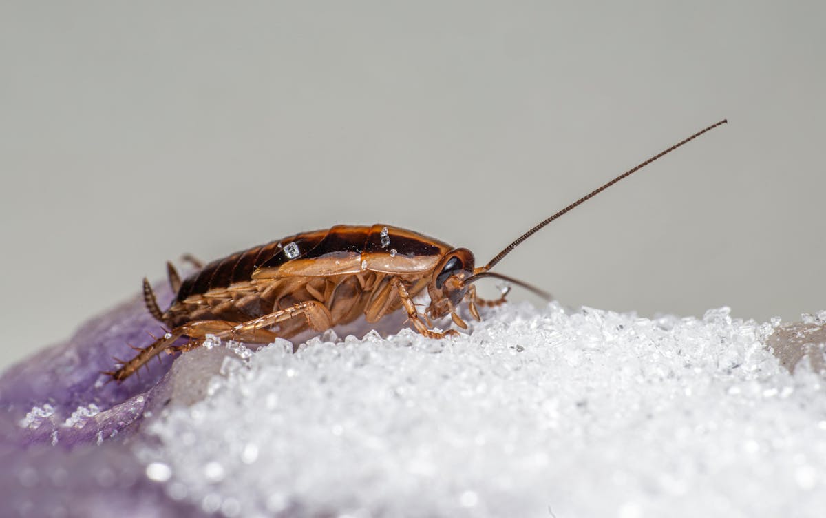 Home Maintenance Mistakes That Quietly Drain a Homeowner’s Budget 2 Macro shot of a German cockroach feeding on sugar crystals.