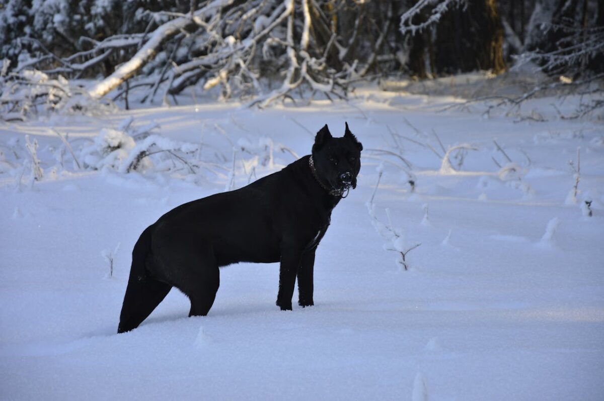 black-dog-standing-in-snowy-winter-landscape-