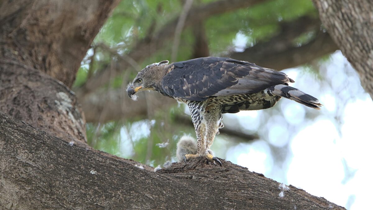 crowned-hawk-eagle-in-kruger-national-park