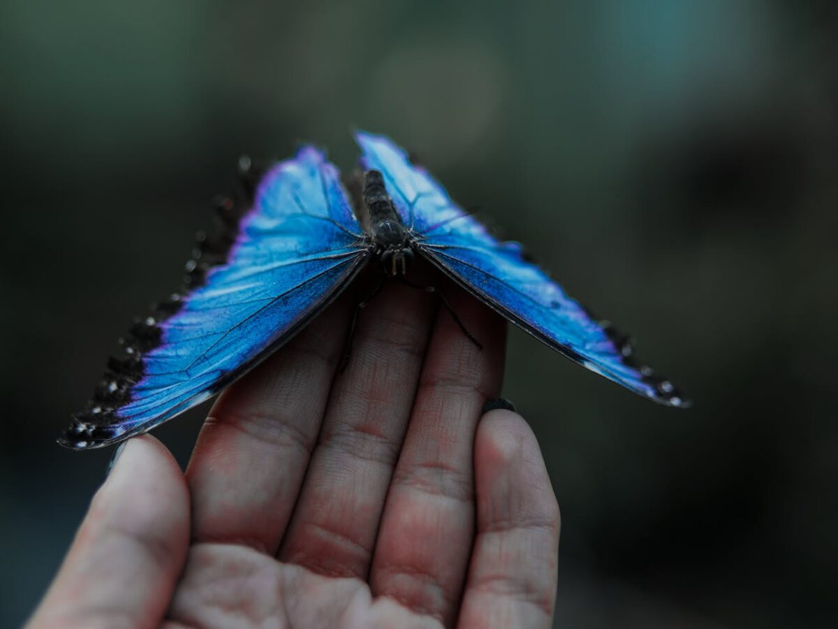 close-up-shot-of-a-person-holding-a-blue-butterfly-